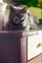 A noble  proud cat lies on a pedestal. British shorthair cat