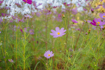 Cosmos flowers under the blue sky in autumn