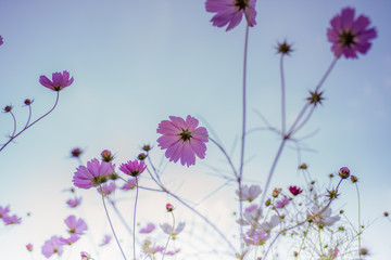 Cosmos flowers under the blue sky in autumn