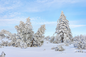 Deutschland, Schwarzwald, im Winter.