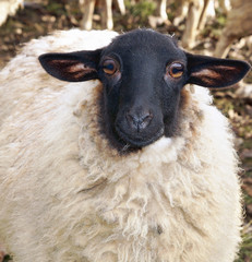 Close-up of a smiling funny Sheep with surprised big eyes. portrait of german Black Face Sheep. Meat Sheep in germany. 