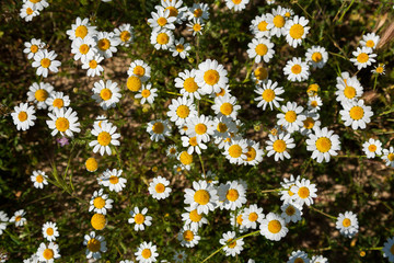 Wild daisies photographed next to Cereal crop field in Valladolid