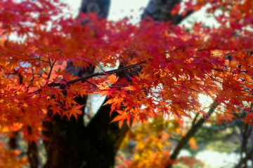 Autumn red leaves