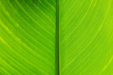 Tropical leaf pattern