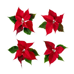 Poinsettia blossoms set isolated on white