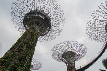 Supertree Grove in Marina Bay, Singapore