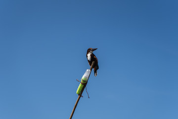 The Kingfisher bird sitting on a homemade fishing lighthouse. Close-up.