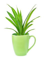 Pandan Leaves glass isolated on white background