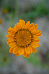 Beautiful orange flower with a green background