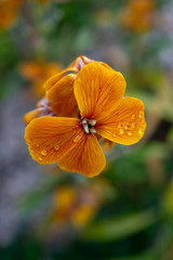 Beautiful orange flower with a green background