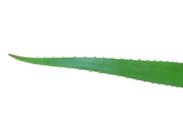 Aloe vera whitebackground isolated and clipping path