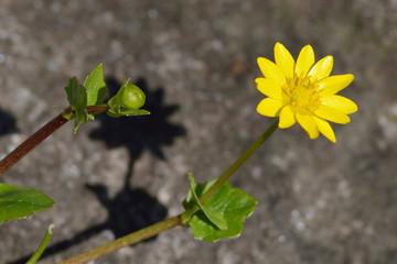Scharbockskraut ( Ficaria verna )