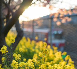 三浦海岸 桜まつりの河津桜	