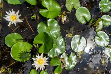 Flower  © Fabian