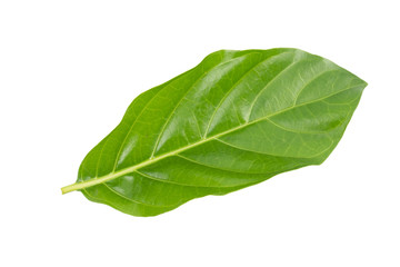 Fototapeta na wymiar Great morinda, Tahitian noni, Indian mulberry, Beach mulberry (Morinda citrifolia) isolated on white background. concept Herbal and Vegetable extracts are medications for Reduce heart disease risk