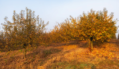 Autumn apple trees before harvest 