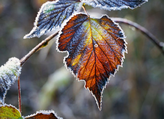 gefrorenes Blatt im Herbst