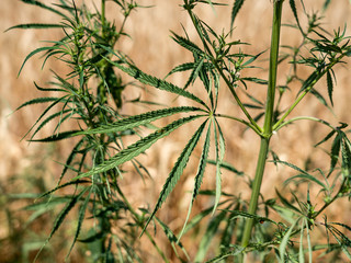 Cannabis ruderalis or Marijuana in the natural environment in the background Russian wheat field