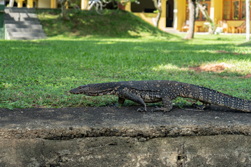 Big lizard walks in the garden in summer