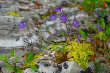 Common butterwort flowers, Pinguicula vulgaris. Carnivorous plants growing at rocks. Purple petals and green sticky leaves. Northern Norway.