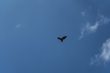 Flying fox flies in the sky under the clouds