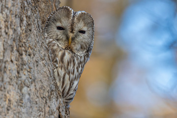 Uralowl
