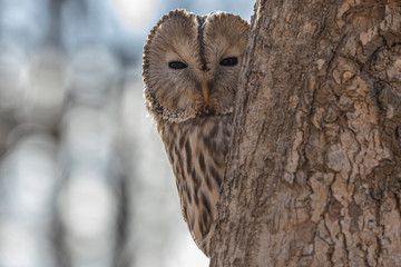Uralowl
