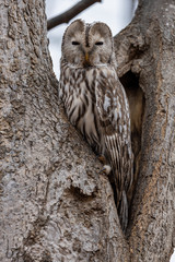 Uralowl