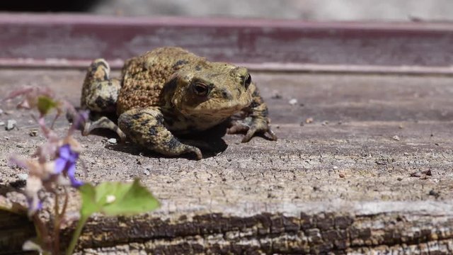 Common toad outside house UK
