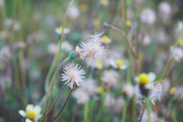 White grass flowers with beautiful orange pollen blurred up close.