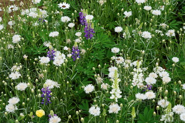 Blue and white flower mix