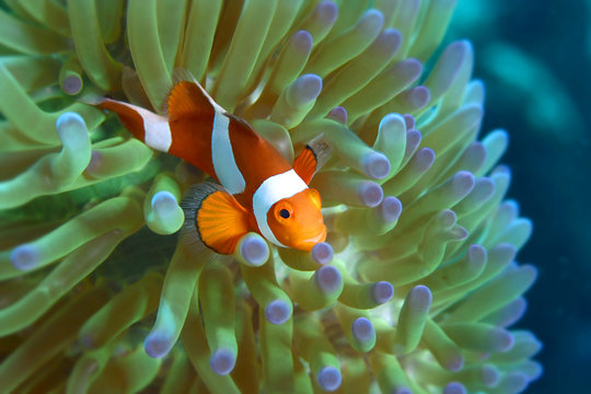 Clown anemone fish peeking from anemone Host. Andaman sea, South of Thailand. copy space