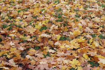 Herbstlaub auf Rasen