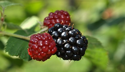 Red and black Bramble berries outside