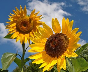 Macro of blooming sunflowers in front of blue sky