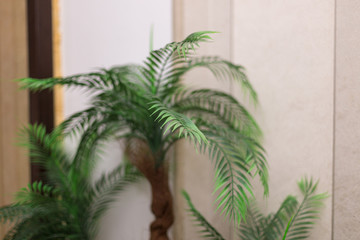 artificial ornamental plant. Exotic plants for the interior.