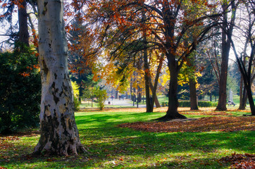 The colors of fall