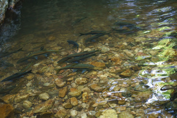 Mahseer barb fish in the natural waterfall