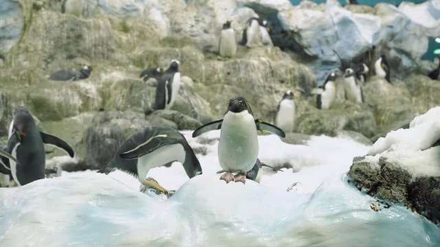 Group of penguins among the snow. Wild nature.