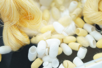 White and yeloow silkworm cocoons and slik thread