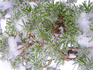 Iced fir
