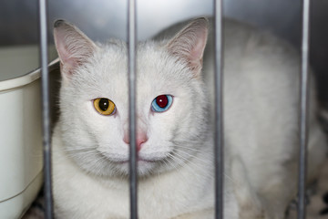 cat with heterochromia iridis