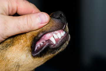 new teeth in 6 months old dog