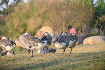 A flock of geese are basking on the grass in winter.Shot in Dengdu Wet Land park, Guzhen town of Zhongshan, Guangdong, China.