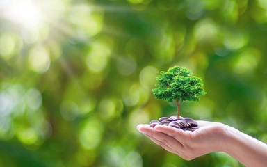 Plant small trees on coins and a natural green background. Money and investment growth ideas.