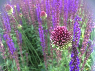 Round pink unopened inflorescence decorative onions on a background of lilac and pink flowers in the green grass. Mobile photo in natural daylight 