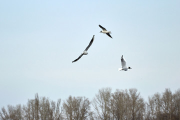 Flying seagulls in the sky in winter.