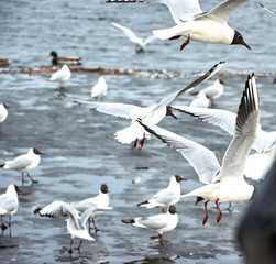 Flying seagulls on a river bank covered in ice in winter