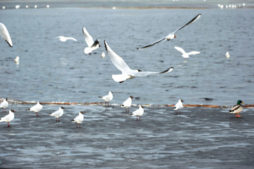 Flying seagulls on a river bank covered in ice in winter