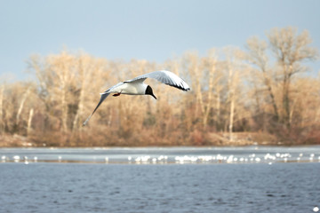 Flying seagulls on a river bank covered in ice in winter